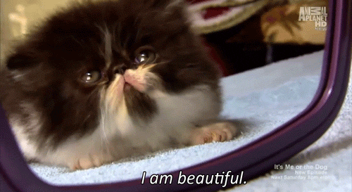 cat looking at the mirror saying I am beautiful gif